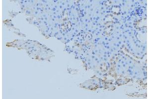 ABIN6279448 at 1/100 staining Mouse kidney tissue by IHC-P. (GORASP1 Antikörper  (Internal Region))