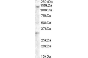 Image no. 1 for anti-G Protein-Coupled Receptor 125 (GPR125) (Internal Region) antibody (ABIN374967) (GPR125 Antikörper  (Internal Region))