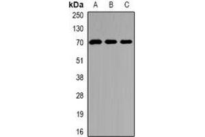 Western blot analysis of Kv4. (KCND2 Antikörper)