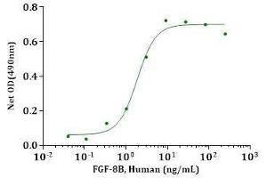 FGF-8B, Human stimulates cell proliferation of Balb/3T3 cells.