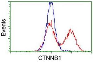 HEK293T cells transfected with either RC208947 overexpress plasmid (Red) or empty vector control plasmid (Blue) were immunostained by anti-CTNNB1 antibody (ABIN2454167), and then analyzed by flow cytometry. (CTNNB1 Antikörper)