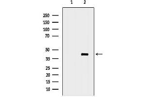 anti-Inhibin, beta C (INHBC) (C-Term) antibody