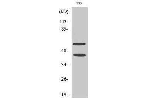 Western Blotting (WB) image for anti-Mitogen-Activated Protein Kinase 8 (MAPK8) (pThr183), (pTyr185) antibody (ABIN3182056) (JNK Antikörper  (pThr183, pTyr185))