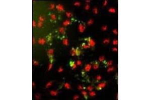 Immunofluorescence analysis of AP18157PU-N PPP2R2B Antibody (Center) with hela cells. (PPP2R2B Antikörper  (AA 110-139))
