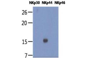 The recombinant human proteins of NKp30, NKp44, and NKp46 (each 20ng per well) were resolved by SDS-PAGE, transferred to PVDF membrane and probed with anti-human NKp44 antibody (1:1000). (NKp44/NCR2 Antikörper)