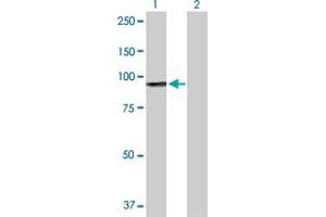Western Blot analysis of H6PD expression in transfected 293T cell line by H6PD MaxPab polyclonal antibody. (Glucose-6-Phosphate Dehydrogenase Antikörper  (AA 1-791))