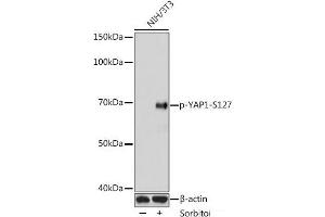 Western blot analysis of extracts of NIH3T3 cells using Phospho-YAP1(S127) Polyclonal Antibody at dilution of 1:1000. (YAP1 Antikörper  (pSer127))