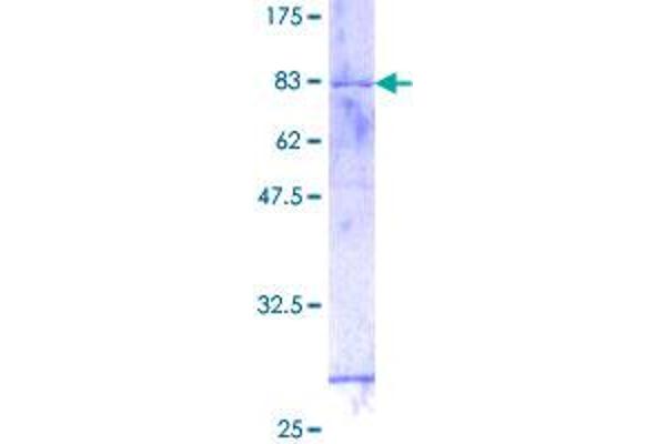 GTF2H4 Protein (AA 1-462) (GST tag)