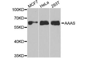 Western blot analysis of extracts of various cell lines, using AAAS antibody. (Adracalin Antikörper  (AA 287-546))