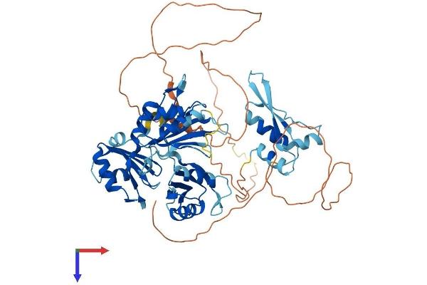 A1CF Protein (AA 1-594) (His tag)