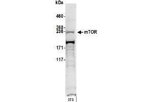Western Blotting (WB) image for anti-Mechanistic Target of Rapamycin (serine/threonine Kinase) (mTOR) (AA 1350-1400) antibody (ABIN7449772) (MTOR Antikörper  (AA 1350-1400))