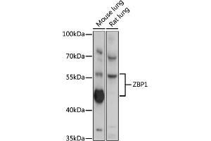 Western blot analysis of extracts of various cell line, using ZBP1 antibody (ABIN6128935, ABIN6150365, ABIN6150367 and ABIN6218066) at 1:3000 dilution. (ZBP1 Antikörper  (AA 1-200))