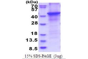 HAPLN1 Protein (AA 16-354) (His tag)
