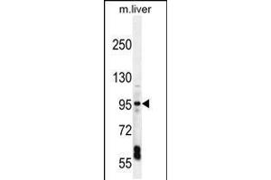 Western blot analysis in mouse liver tissue lysates (35ug/lane). (EXOC3L1 Antikörper  (C-Term))