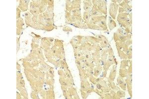 Immunohistochemistry of paraffin-embedded Mouse heart using PSMC2 Polyclonal Antibody at dilution of 1:100 (40x lens). (PSMC2 Antikörper)