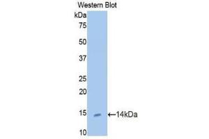 Western Blotting (WB) image for anti-Urocortin (UCN) (AA 31-121) antibody (ABIN1172637) (Urocortin Antikörper  (AA 31-121))