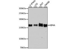 Western blot analysis of extracts of various cell lines, using KIF4A antibody (ABIN4904155) at 1:7000 dilution. (KIF4A Antikörper)