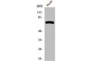 Western Blot analysis of HepG2 cells using Fnk Polyclonal Antibody (PLK3 Antikörper  (Internal Region))