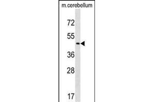 CHST2 Antibody (C-term) (ABIN1537406 and ABIN2838296) western blot analysis in mouse cerebellum tissue lysates (35 μg/lane). (CHST2 Antikörper  (C-Term))