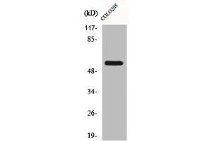 Western Blot analysis of A549 cells using CLK2 Polyclonal Antibody (CLK2 Antikörper  (N-Term))