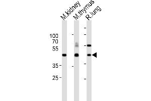 Western blot analysis of lysates from mouse kidney, mouse thymus, rat lung tissue lysate (from left to right), using Dlk1 Antibody (C-term) (ABIN6243158 and ABIN6577630). (DLK1 Antikörper  (C-Term))