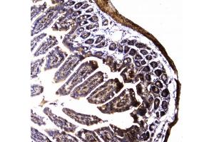 IHC testing of FFPE mouse small intestine tissue with Dynamin 1 antibody at 1ug/ml. (Dynamin 1 Antikörper)