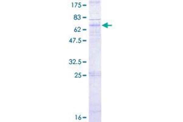 CXCR5 Protein (AA 1-372) (GST tag)