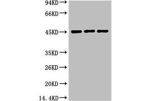 Western blot analysis of 1) Hela, 2) Mouse Heart tissue, 3) Rat Heart Tissue, diluted at 1:2000. (Aquaporin 4 Antikörper)