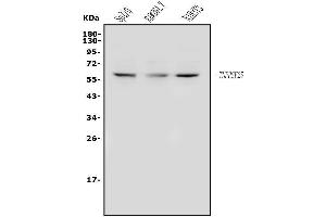 Western blot analysis of DR3/Tnfrsf25 using anti-DR3/Tnfrsf25 antibody (ABIN7601720).