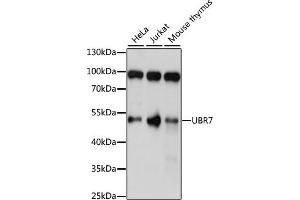 Western blot analysis of extracts of various cell lines, using UBR7 antibody (ABIN7271137) at 1:1000 dilution. (UBR7 Antikörper  (AA 76-425))