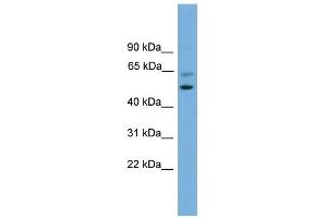 WB Suggested Anti-PSMD12 Antibody Titration: 0. (PSMD12 Antikörper  (Middle Region))