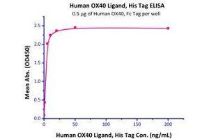 Immobilized Human OX40 Ligand, His Tag (Cat# OXL-H52Q8) at 5 μg/mL (100 μl/well) can bind Human OX40, Fc Tag (Cat# OX0-H5255 ) with a linear range of 0. (TNFRSF4 Protein (AA 29-216) (Fc Tag))