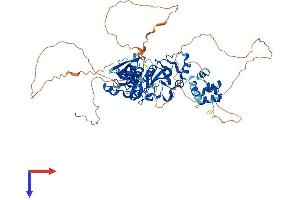 SCMH1 Protein (AA 1-660) (His tag)