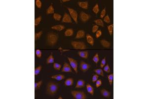 Immunofluorescence analysis of L929 cells using TRIM25 Rabbit pAb  at dilution of 1:100. (TRIM25 Antikörper  (AA 100-400))