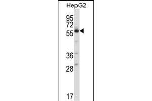 SLC30A1 Antibody (C-term) (ABIN657893 and ABIN2846845) western blot analysis in HepG2 cell line lysates (35 μg/lane). (SLC30A1 Antikörper  (C-Term))