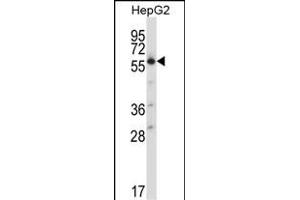 SLC30A1 Antikörper  (C-Term)