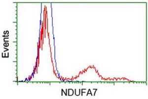 Flow Cytometry (FACS) image for anti-NADH Dehydrogenase (Ubiquinone) 1 alpha Subcomplex, 7, 14.5kDa (NDUFA7) antibody (ABIN1499664) (NDUFA7 Antikörper)