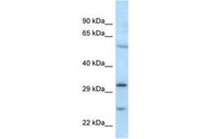 Image no. 1 for anti-MAD2L1 Binding Protein (MAD2L1BP) (N-Term) antibody (ABIN6747488) (MAD2L1BP Antikörper  (N-Term))