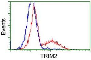 HEK293T cells transfected with either RC203947 overexpress plasmid (Red) or empty vector control plasmid (Blue) were immunostained by anti-TRIM2 antibody (ABIN2453859), and then analyzed by flow cytometry. (TRIM2 Antikörper  (AA 1-100, AA 1500-1600))