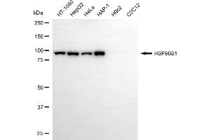Western blotting analysis using HSP90B1 antibody (ABIN7798876).