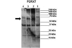 WB Suggested Anti-P2RX7 Antibody  Positive Control: Lane 1: 50ug mock transfected HEK-293Lane 2: 50ug hP2X7 transfected HEK-293Lane 3: 50ug mP2X7 transfected HEK-293Lane 4: 50ug rP2X7 transfected HEK-293 Primary Antibody Dilution :  1:625 Secondary Antibody : Anti-rabbit-HRP Secondry Antibody Dilution :  1:1000 Submitted by: Ronald Sluyter, School of Biological Sciences, University of Wollongong (P2RX7 Antikörper  (Middle Region))