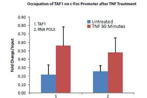 Transcription Initiation Factor TFIID Subunit 1 (TAF1) antibody was used to detect TAF1 in treated and untreated HeLa Cells. (TAF1 Antikörper  (C-Term))
