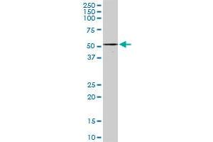 ZNF277 MaxPab rabbit polyclonal antibody. (ZNF277 Antikörper  (AA 1-438))