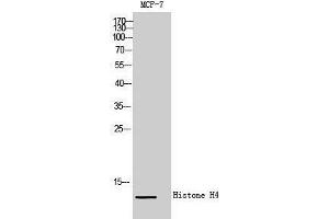 Western Blotting (WB) image for anti-Histone H4 (Lys321) antibody (ABIN3180098) (Histone H4 Antikörper  (Lys321))