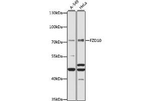 Western blot analysis of extracts of various cell lines, using FZD10 antibody (ABIN7267265) at 1:1000 dilution. (FZD10 Antikörper  (AA 135-230))