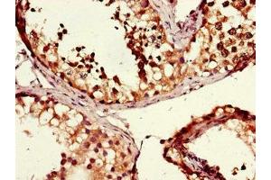Immunohistochemistry of paraffin-embedded human testis tissue using ABIN7160373 at dilution of 1:100 (MSH4 Antikörper  (AA 501-800))