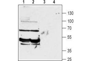 Western blot analysis of rat (lanes 1 and 3) and mouse (lanes 2 and 4) brain lysates: - 1,2.