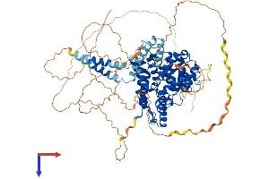 PDE4D Protein (AA 1-809) (His tag)
