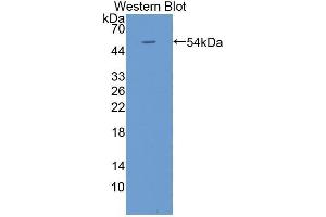 Western Blotting (WB) image for anti-Kallikrein-Related Peptidase 4 (KLK4) (AA 32-255) antibody (ABIN3208604) (Kallikrein 4 Antikörper  (AA 32-255))