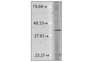 Western Blotting (WB) image for anti-Rhodopsin (RHO) (C-Term) antibody (ABIN487512) (Rhodopsin Antikörper  (C-Term))